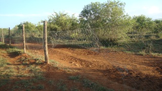 Illegal grazing in Ol ari Nyiro 1