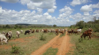 Illegal grazing in Ol ari Nyiro 3