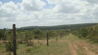 Illegal grazing in Ol ari Nyiro 5